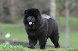 CHOW CHOW 767